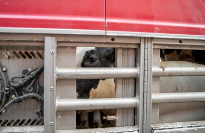 Kráva v transportu na hranicích v Turecku - Nevinné oběti